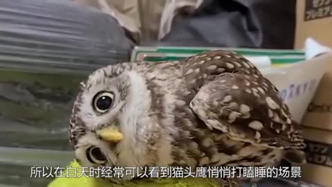 walking owl