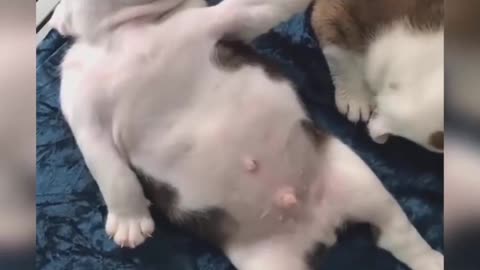 Dog Comedy Video Dog Funny video Part30 #DagShort #DogVideo