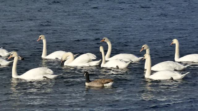 Ducks and swans