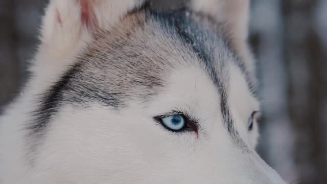 Close-Up View of a Siberian Husky Looking Around