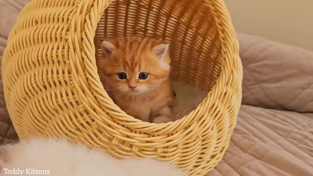 Why do kittens grow so fast? Cute kittens - Pikachu, Teddy and Picasso