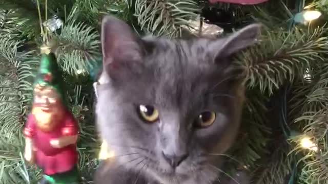 Cat's first Christmas is so exciting