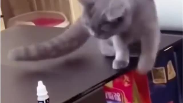 The cat was afraid of the owner