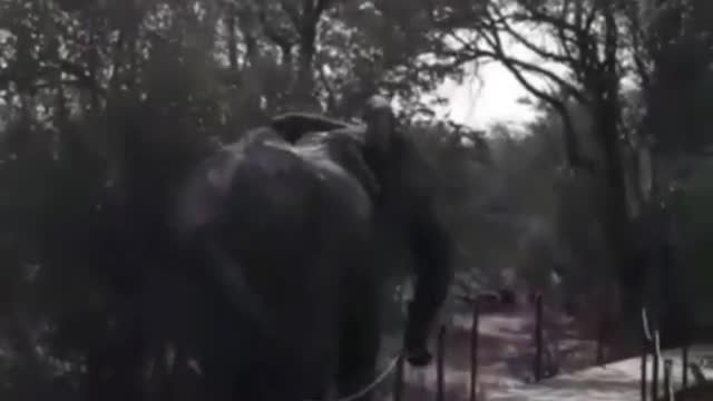 An elephant tries to pass by a pedestrian road