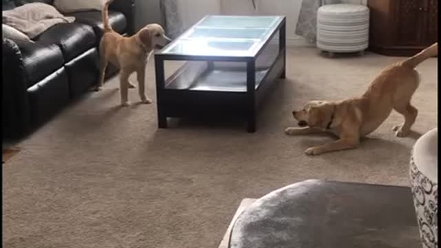 Golden retriever puppies chasing each other