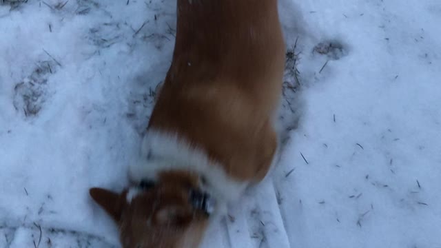 Corgi scratching her back in the snow