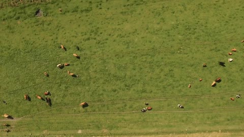 Cows roaming around a farm