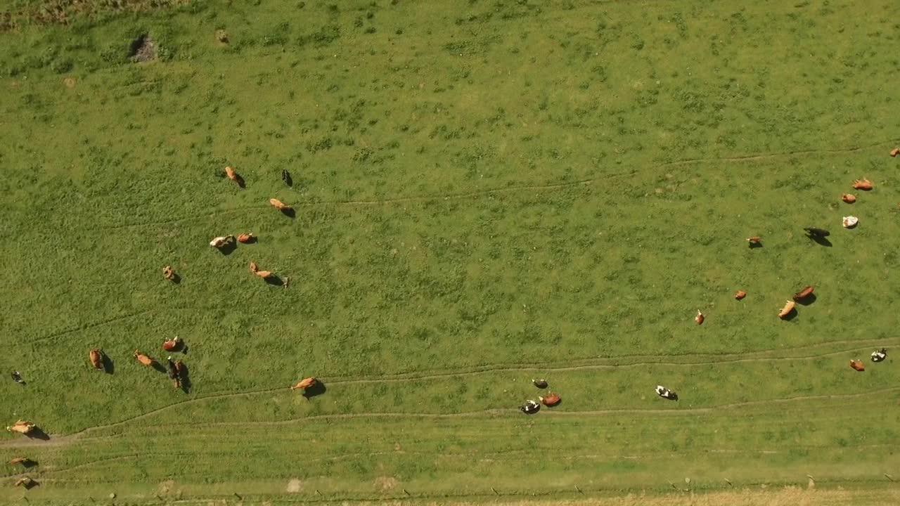 Cows roaming around a farm