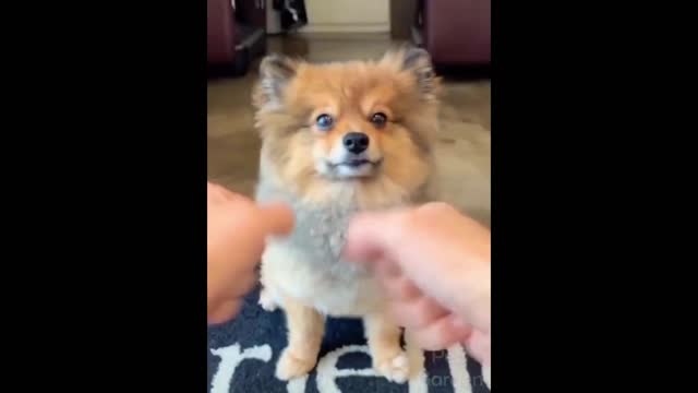 funny animals video 2022