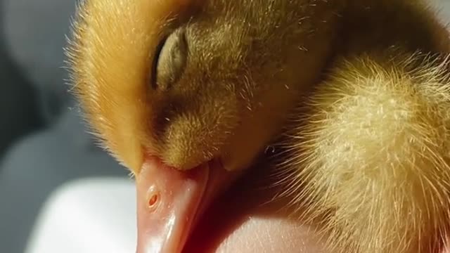 Sleepyduck#trend#fyp#petduck