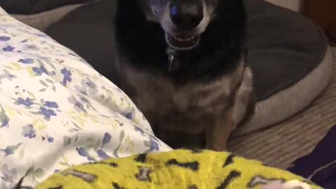 FRED BEING ADORABLE COZY FLUFFY 12.2019