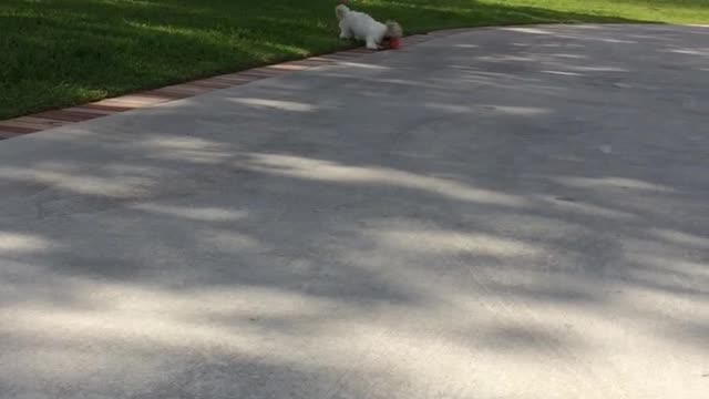 Puppy learns to play fetch with tennis ball that's too big