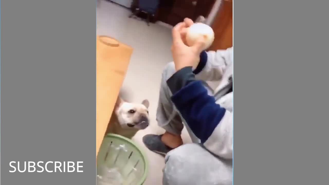 Funnydogs and cat