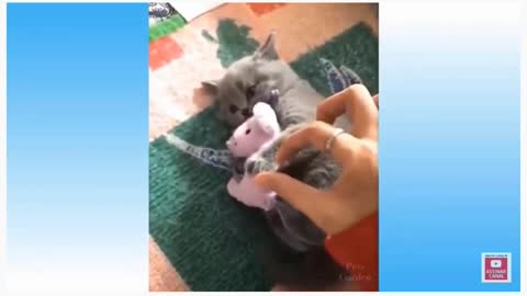 fun and playful cats