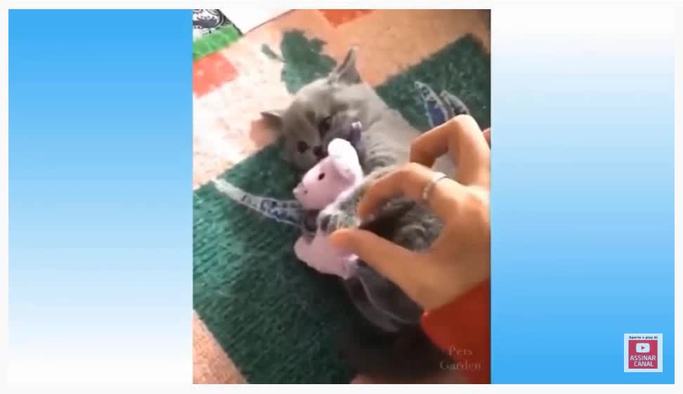 fun and playful cats