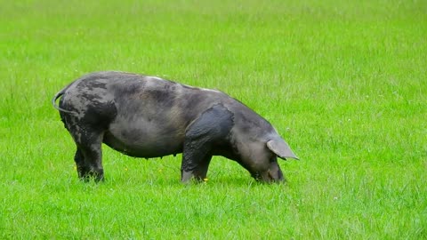 Cute little pig eating grass