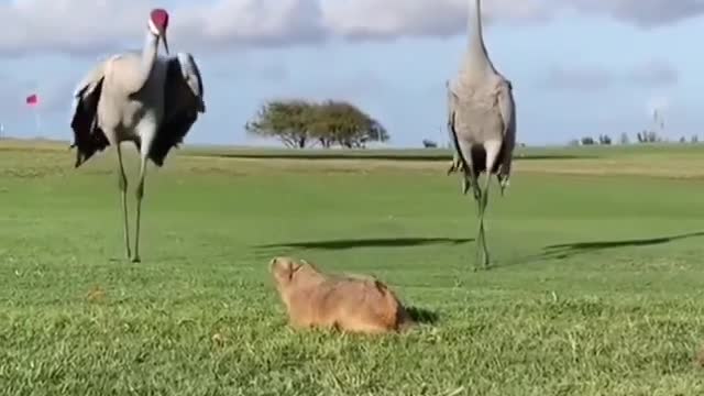 Both got scared