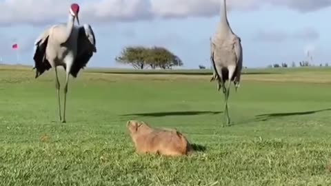 Both got scared
