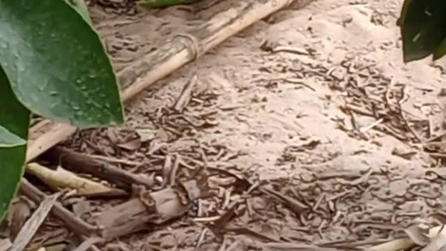 O calor está quente