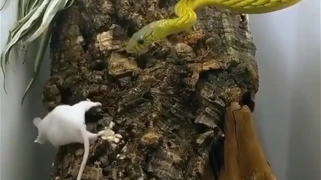 Snake world - video might contain shocking scenes, you don't have to watch it