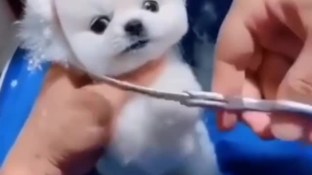 I am trapped 😪|funny animal dub|malayalam fun dub|comedy |dubbing network