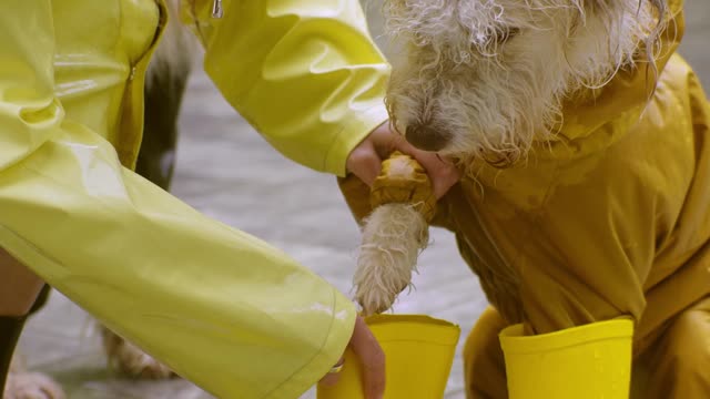 Dog wearing Rain-coat and Rain-shoes