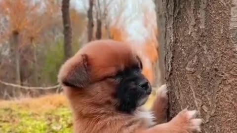 Funny video dog, cat, horse😍