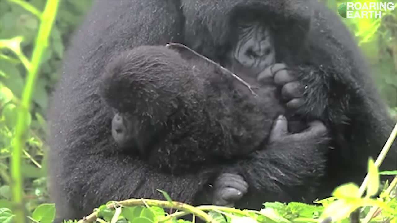 Mother Gorilla Caring For Her Baby