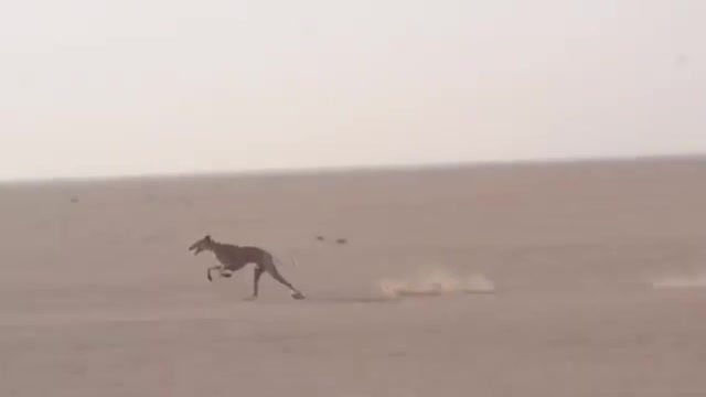 Arabic Dog Race (Old Footage)