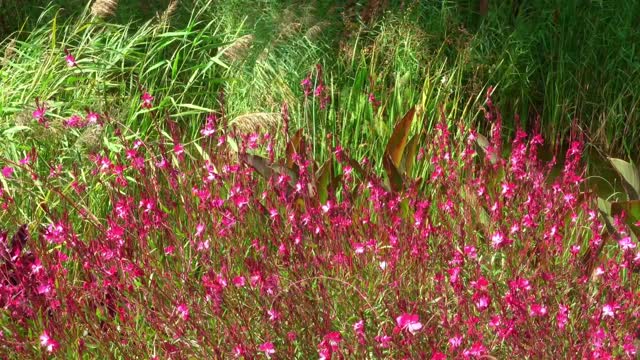 Garden flowers with music