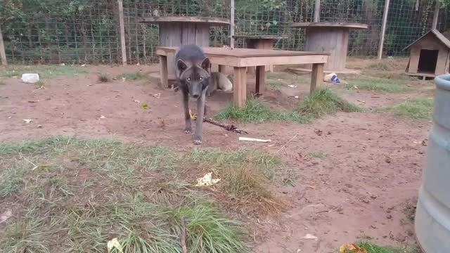 What it looks like to be stalked by a wolf