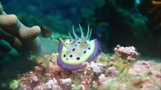 Sea cucumbers