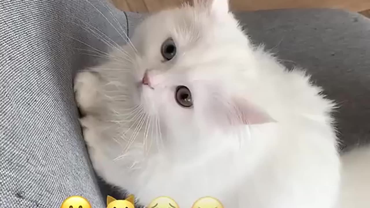 A cute cat