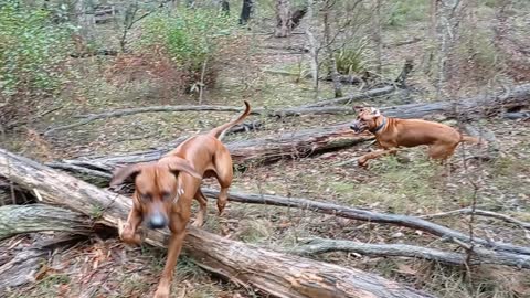 A Fit Pair Of Rhodesian Ridgebacks In The Aussie Bush