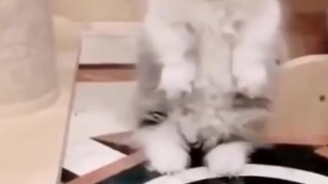 Kitten is not understanding anything!