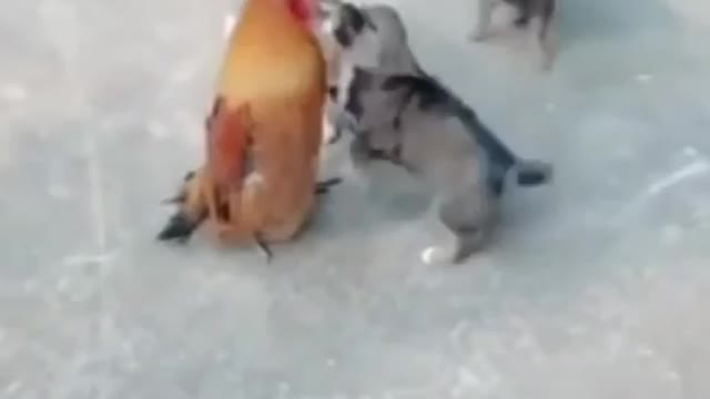 Dog vs Hen fight