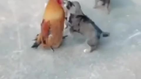 Dog vs Hen fight