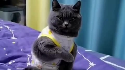 Funniest Cats Compilation😹 #cats #shorts #viral #pets #reels