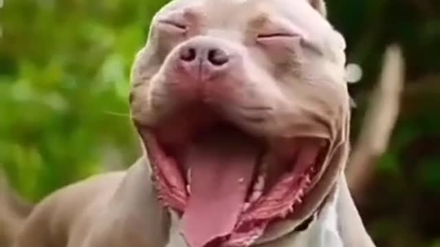 Pit bull big mouth opening so scary