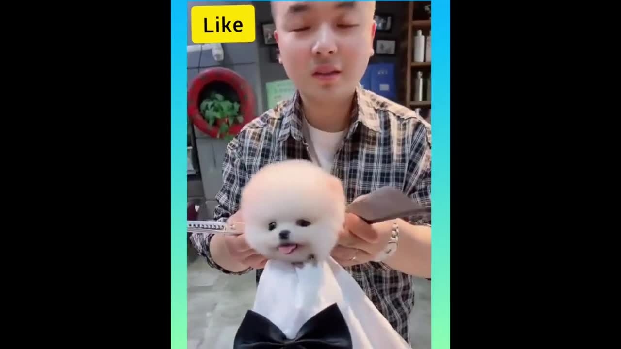 Cute puppy getting a haircut