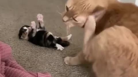 Funny cats and animals videos