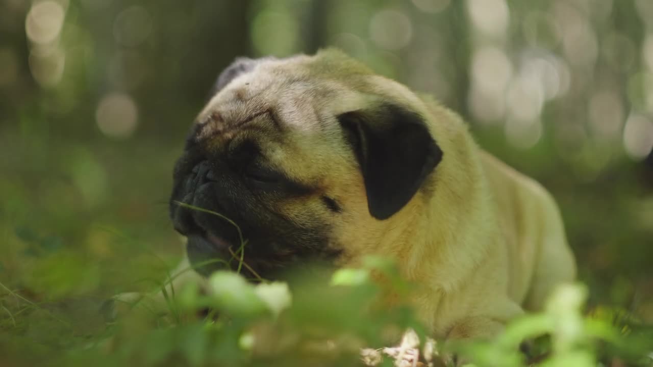 A pet pug eating outdoors in the grass