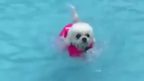 Dog swimming training funny video