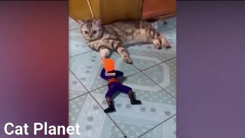 Cats playings cats