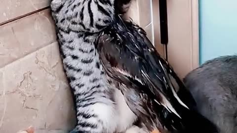 FUNNY FIGHTING BETWEEN CHICKEN AND cat.