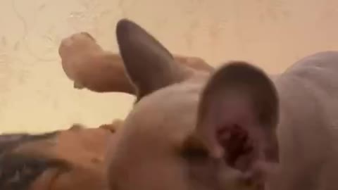 French Bulldog has fun playing with his girlfriend