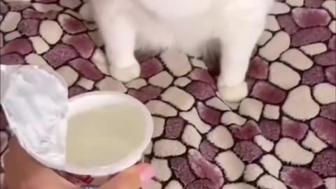 Funny and Cute Cats Videos #327