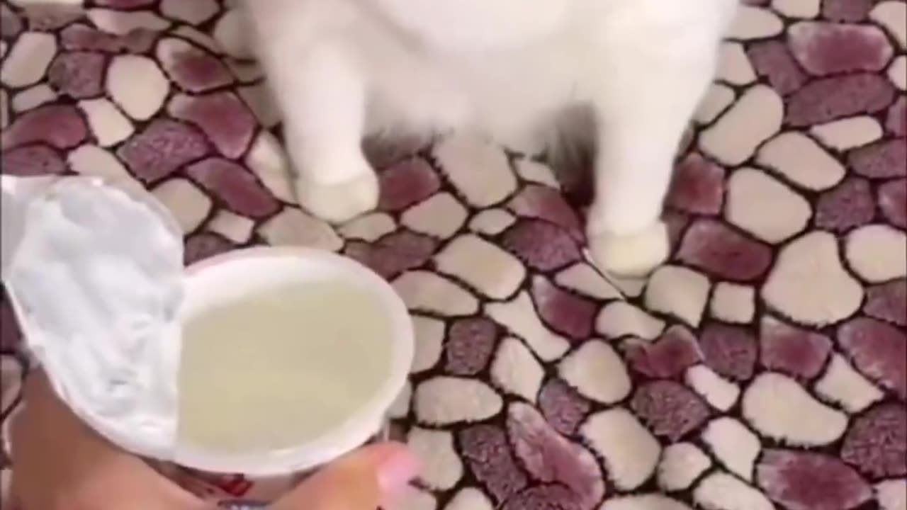 Funny and Cute Cats Videos #327