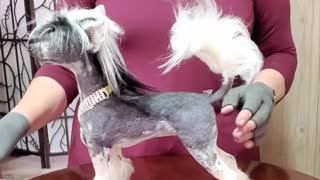 Bespoke Chinese Crested