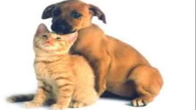 Funny Cat| Cat and Dong